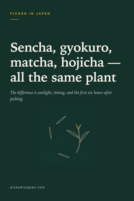 Japanese Green Tea Types Explained: Sencha, Gyokuro, Matcha and the Rest
