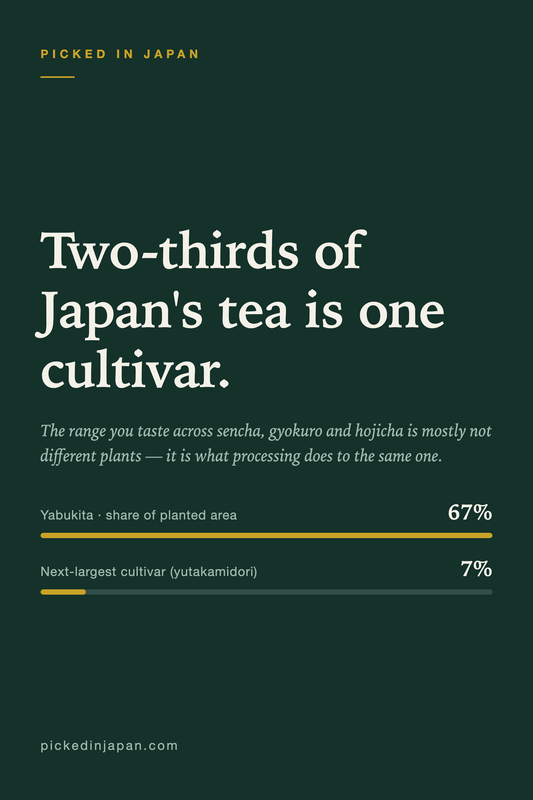 Two-Thirds of Japan's Tea Is One Cultivar